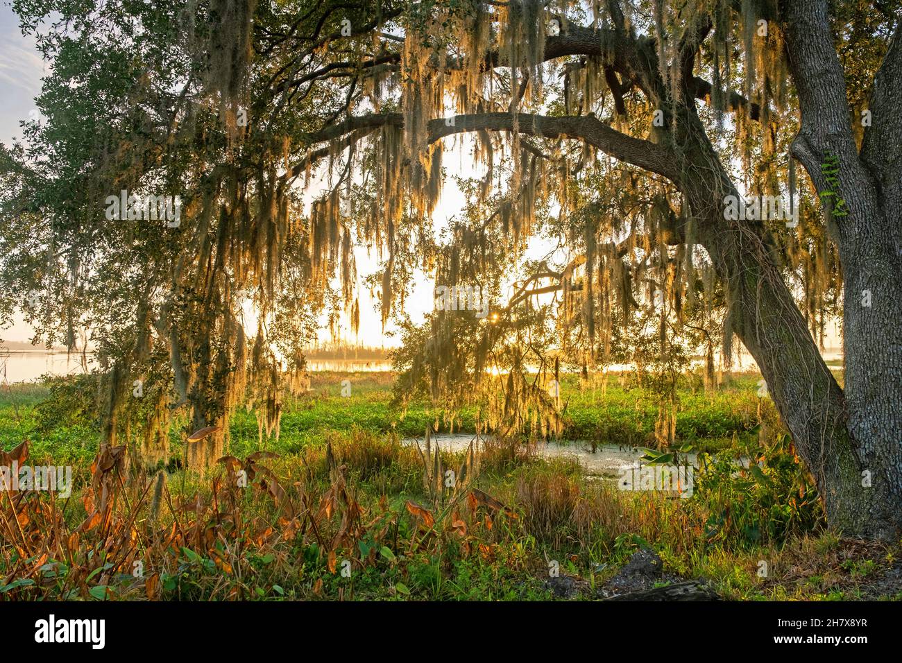 Southern Live Oak Tree (Quercus virginiana) con muschio spagnolo all'alba lungo Orange Lake a McIntosh, Marion County, Florida, Stati Uniti / USA Foto Stock