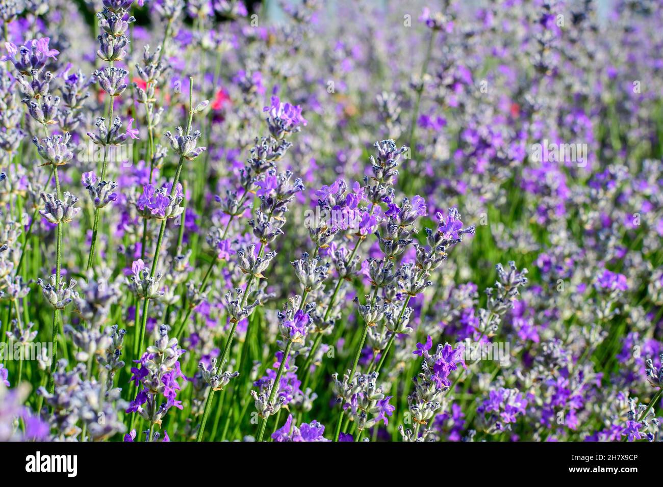 Molti piccoli fiori di lavanda blu in un giardino in una giornata estiva soleggiata fotografata con fuoco selettivo, bello sfondo floreale esterno Foto Stock