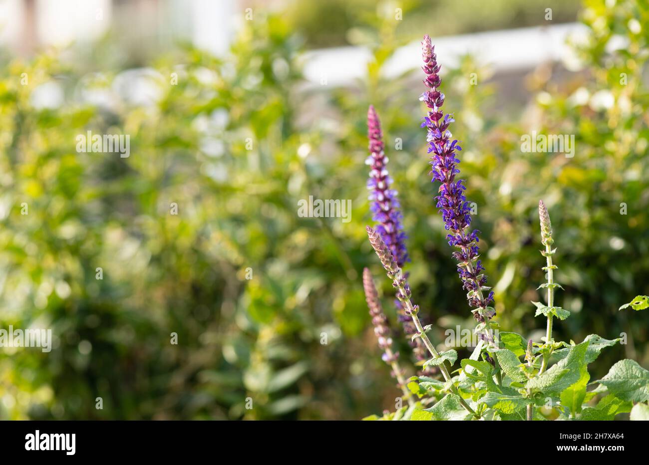 Fiori viola, su sfondo scuro sfocato Foto Stock