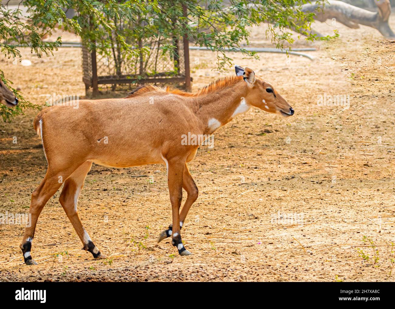 Un Neelgai che si muove in un campo che indossa shock Foto Stock