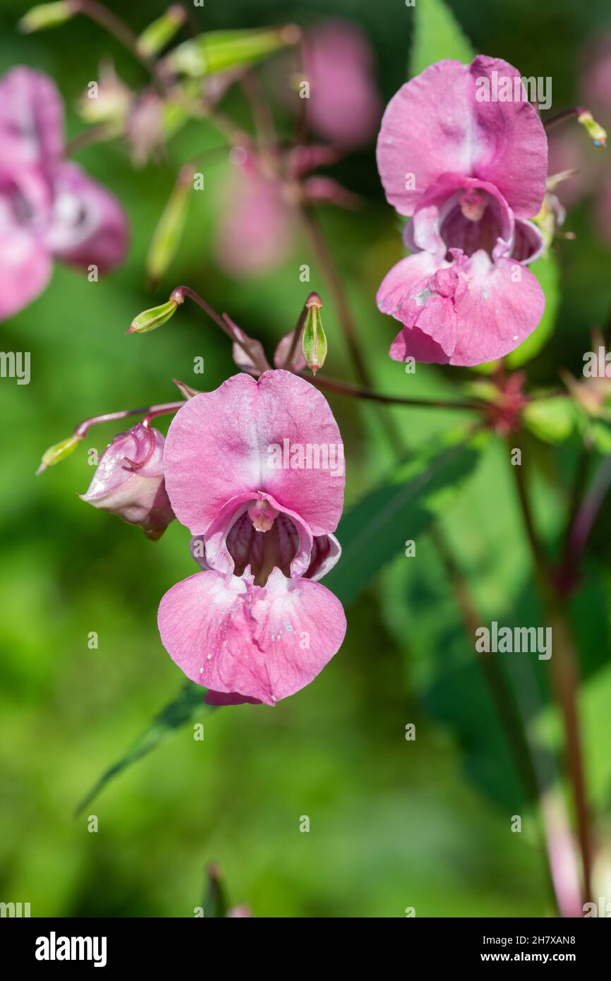 Balsamo Himalayan (impatiens gladulifera) fiori in fiore Foto Stock