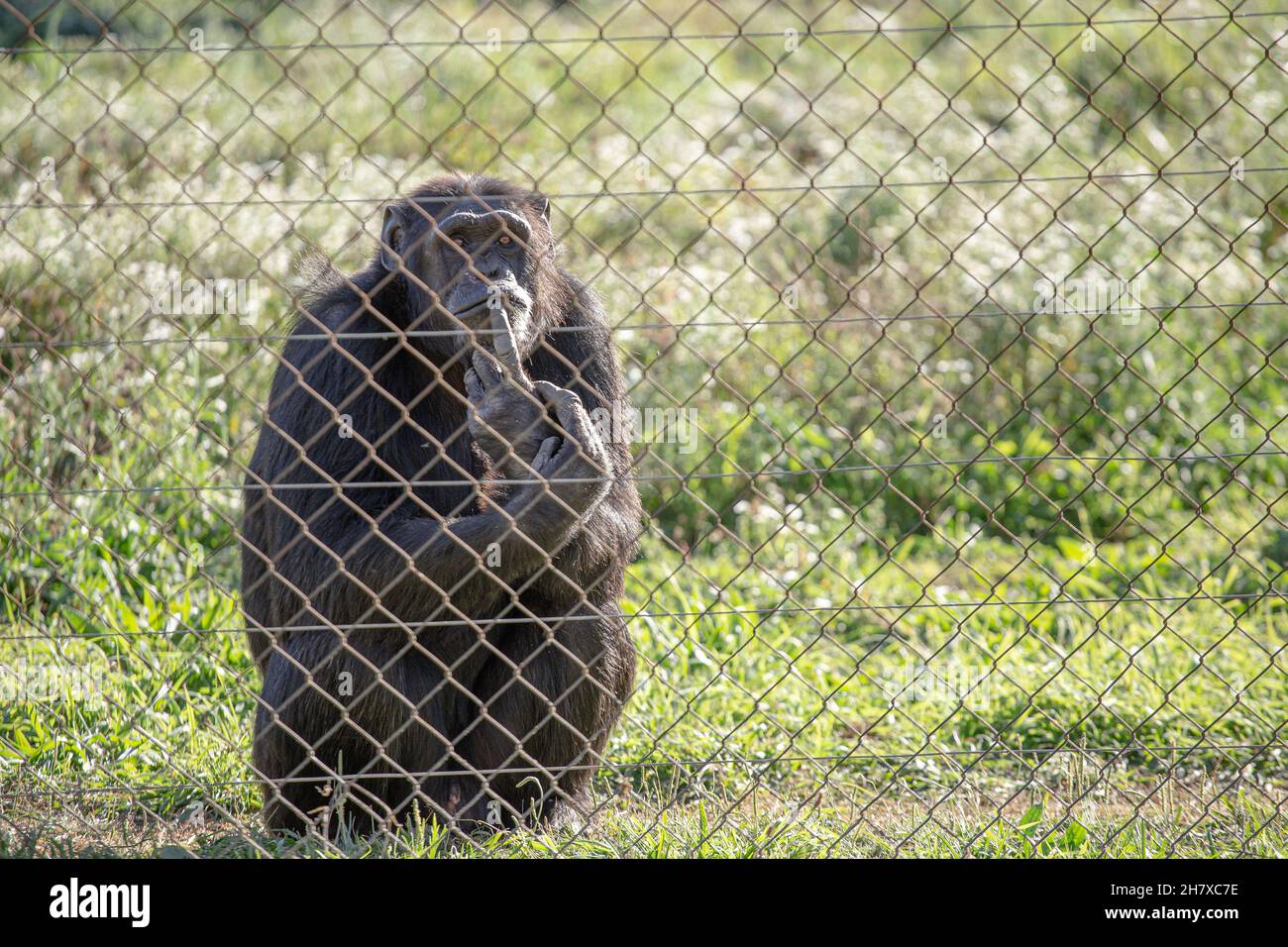 Vecchio scimpanzé maschio dietro una prigione di metallo in cattività Foto Stock