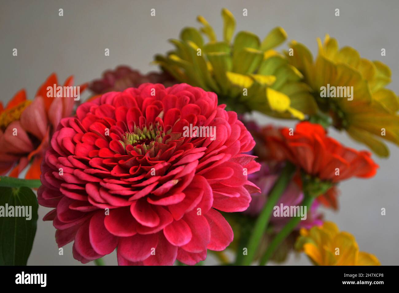 Mix di fiori vivaci e colorati di zinnia Foto Stock