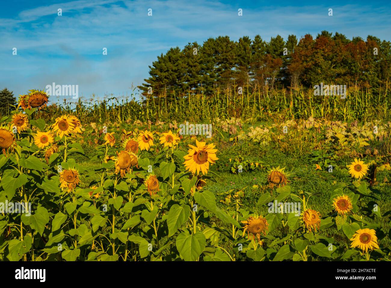 girasoli, squash e mais crescono a fine estate e cadono su una collina fattoria Foto Stock