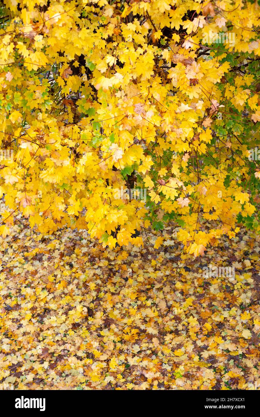 L'Italia, Lombardia, giardino, Angolo Alto Vista di albero in foglie di autunno Foto Stock