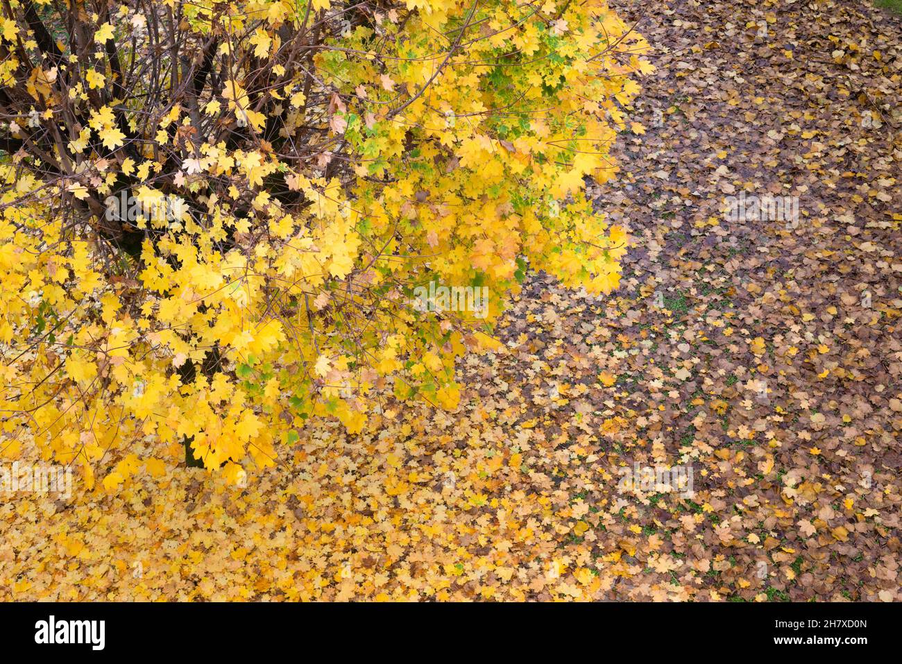 L'Italia, Lombardia, giardino, Angolo Alto Vista di albero in foglie di autunno Foto Stock