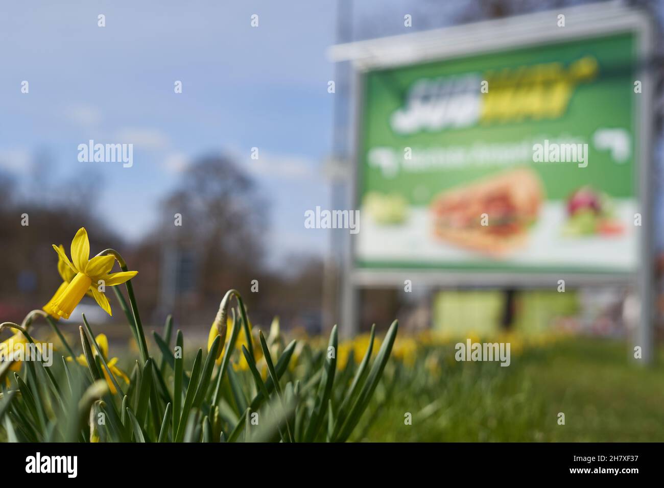 Nurtingen, Germania - 20 marzo 2021: Focus on giallo fiore di daffodil. Affissioni per il ristorante Subway sulla strada. Prospettiva di profondità. Europa, Nürt Foto Stock