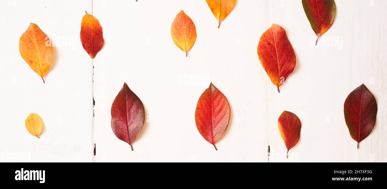 banner autunno composizione delle foglie su sfondo bianco. Vista dall'alto della superficie piatta. Foto di alta qualità Foto Stock