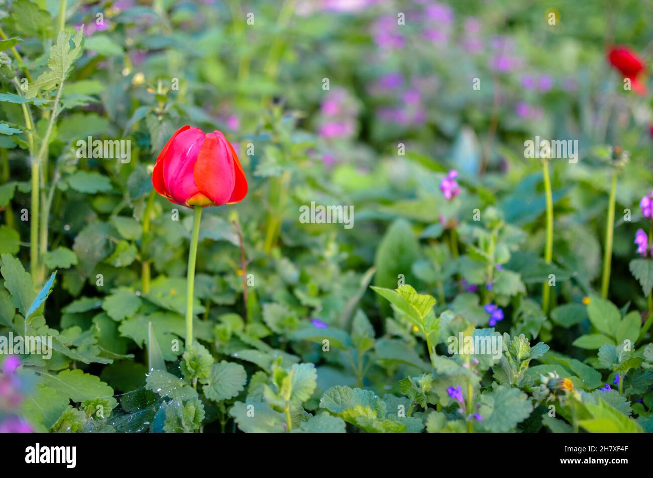 Tulipani rossi selvatici in erba verde in primavera Foto Stock