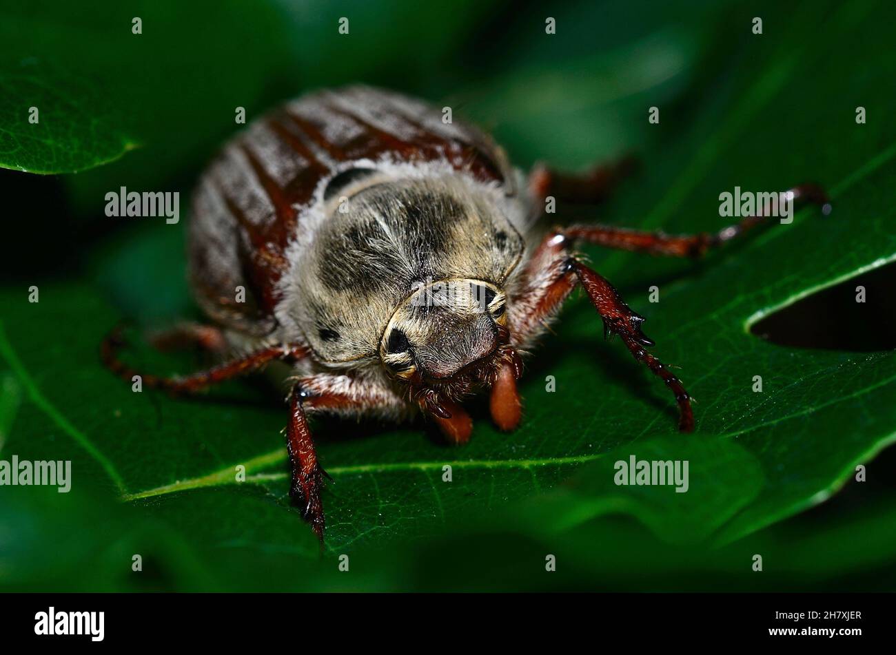 Cloae-up di scarafaggio scarafaggio o maggio-bug a riposo su foglia di quercia. Dorset, Regno Unito Foto Stock