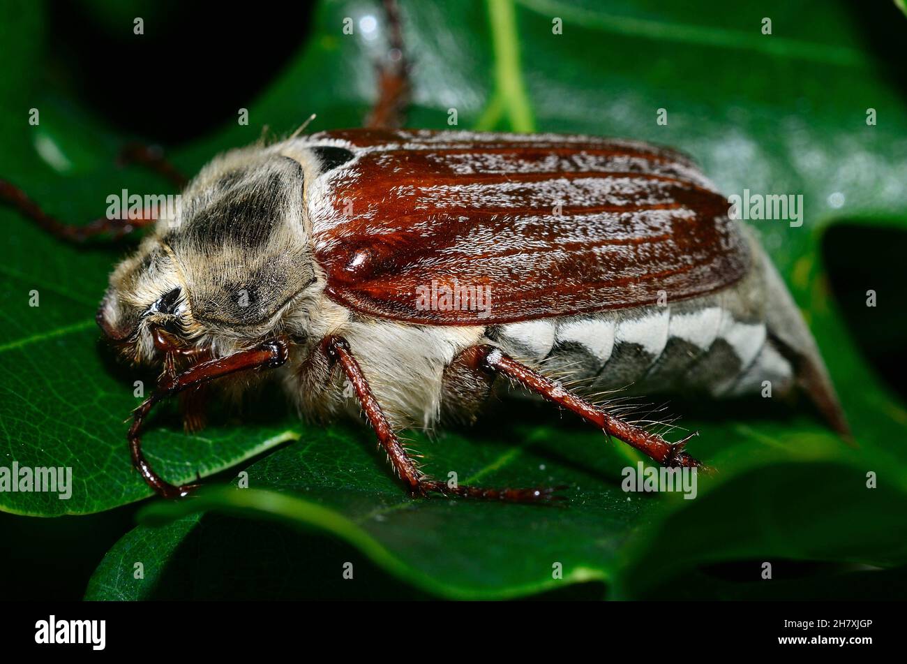 Cloae-up di scarafaggio scarafaggio o maggio-bug a riposo su foglia di quercia. Dorset, Regno Unito Foto Stock