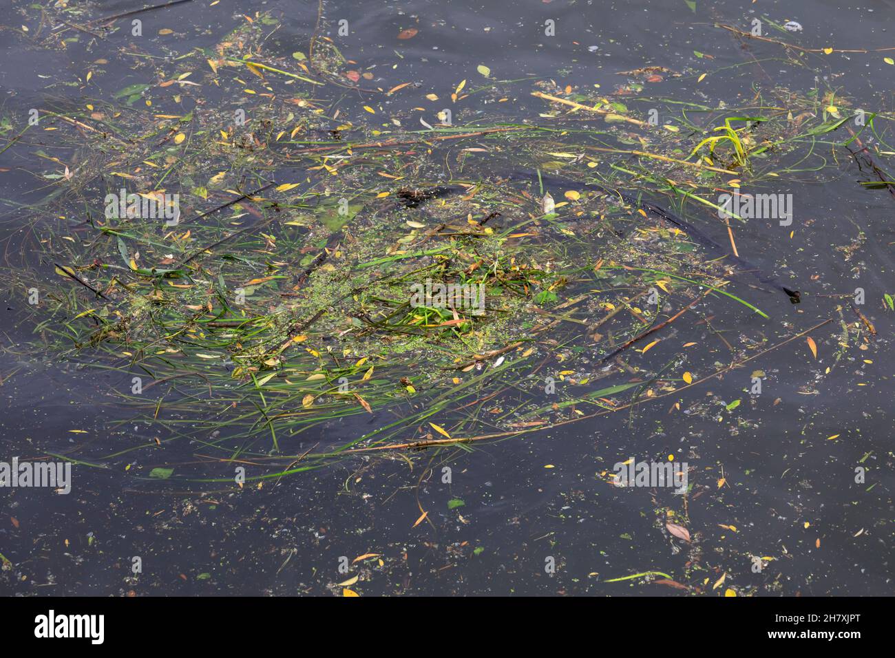 L'acqua del Mar Baltico è inquinata da parti decomporse di piante, animali e oggetti di plastica. Foto Stock