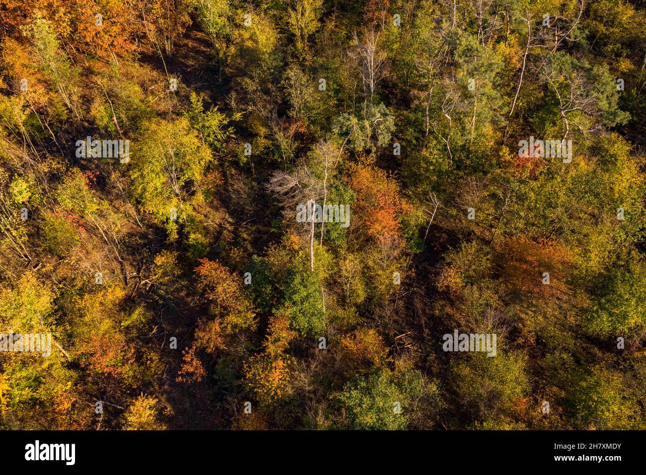 Una foresta decidua con colori autunnali visti dall'alto a fine autunno Foto Stock