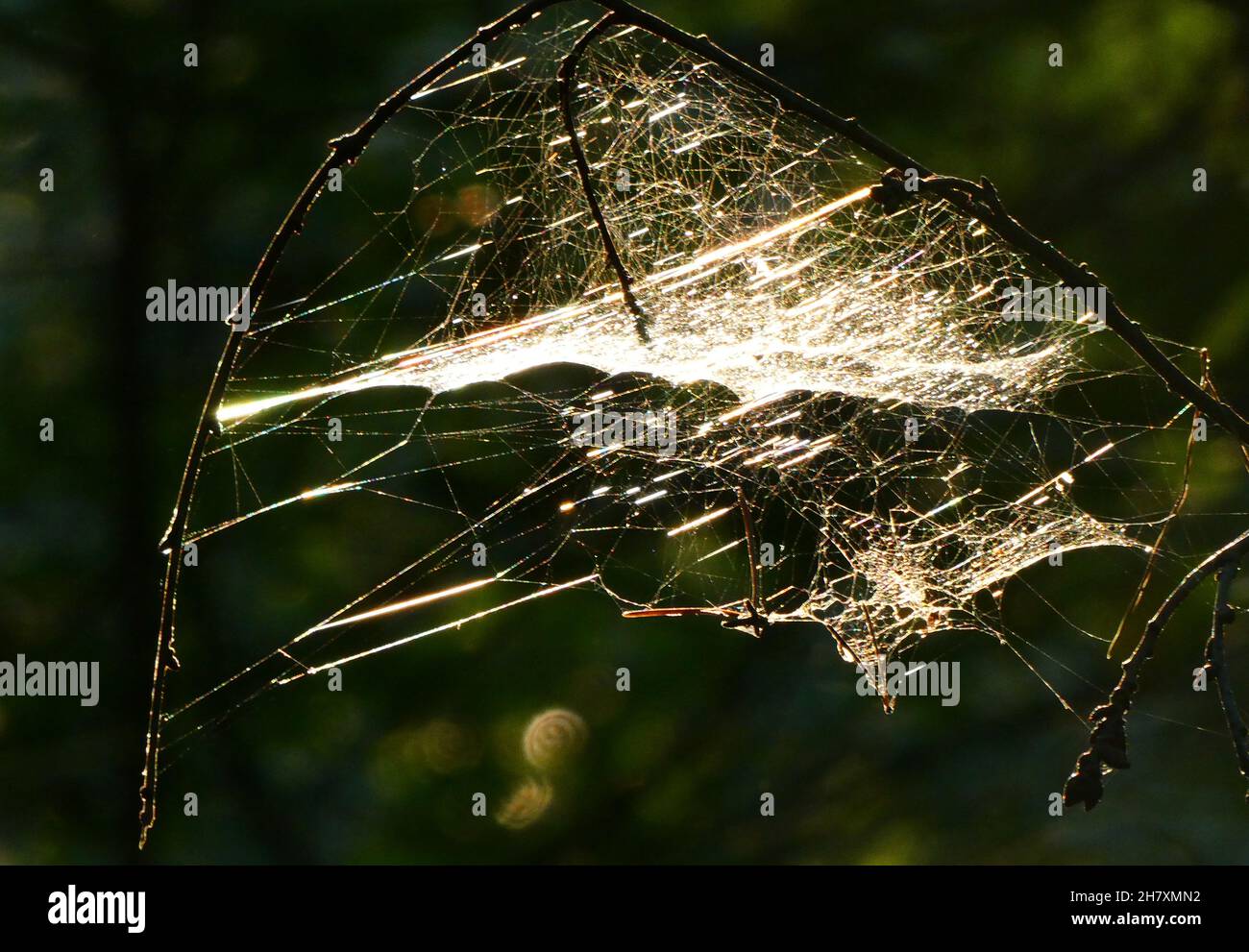 Un nastro di ciottoli cattura la luce del sole in una foresta scura Foto Stock