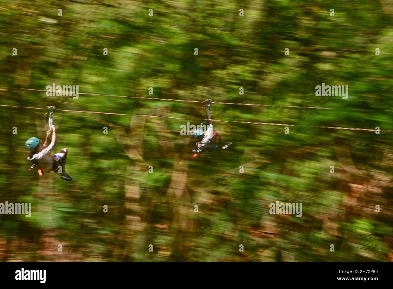 Movimento veloce, brivido ed eccitamento della zipline che corre lungo la giungla tropicale montagna al Climbworks Keana Farms, Oahu, Kahuku, Hawaii, USA Foto Stock