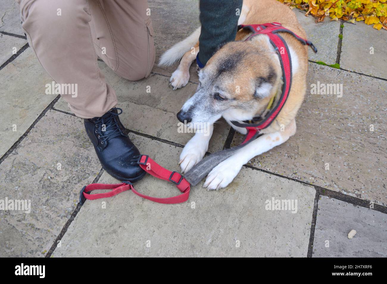 L'uomo sta mettendo un'imbracatura sul vecchio cane. Foto Stock