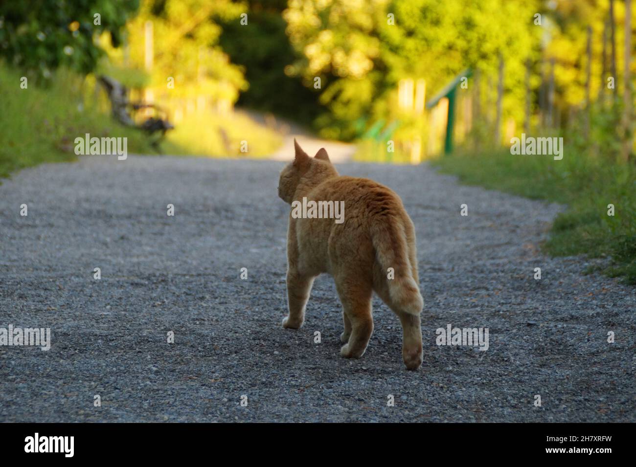 Un gatto arancione a caccia in una bella serata calda a maggio sull'isola Mainau in Germania Foto Stock