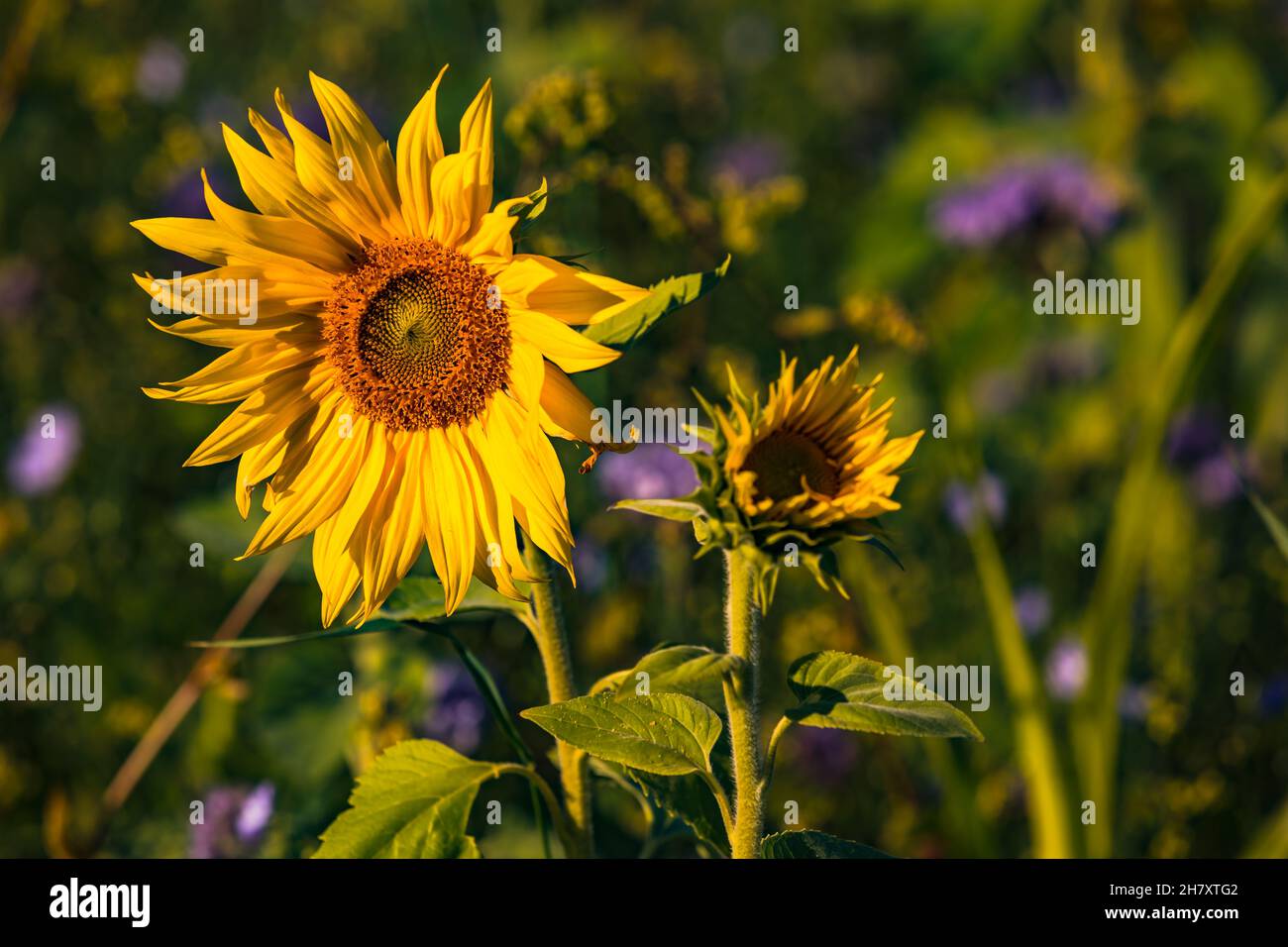 Un girasole dominante grande e giallo di fronte ad un campo pieno di fiori in fiore nella Germania meridionale Foto Stock