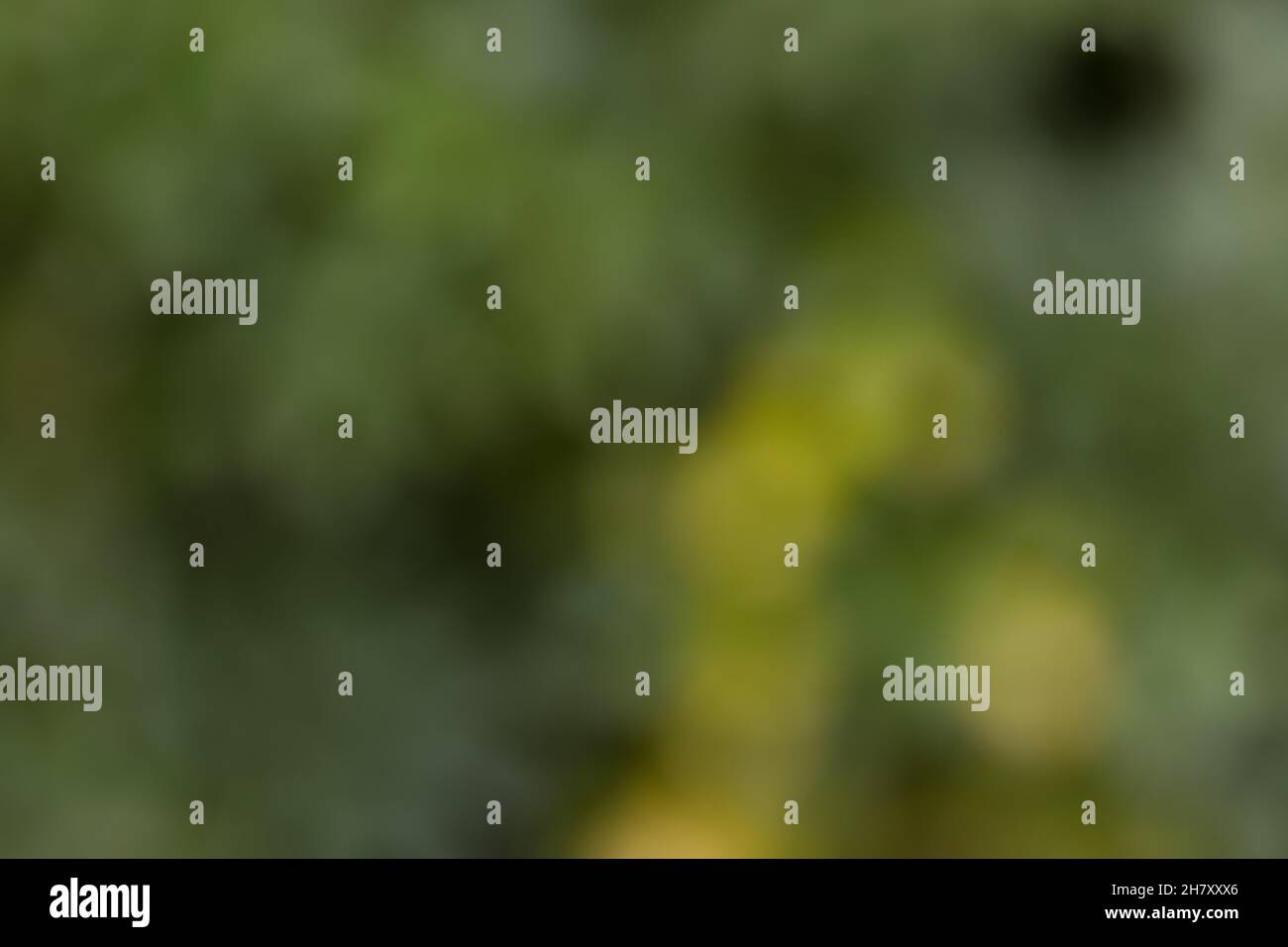 Sfondo con colori verdi naturali con sfumatura dai toni verdi da una foto sfocata giardino con bel bokeh rotondo Foto Stock