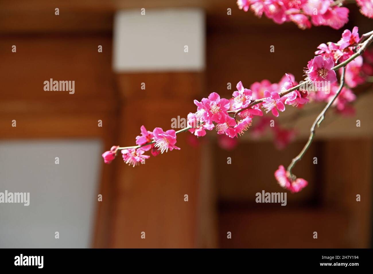 Il Santuario del Togo vicino a Takeshita Street a Harajuku, Jingjumae nella città di Shibuya a Tokyo, Giappone. Foto Stock
