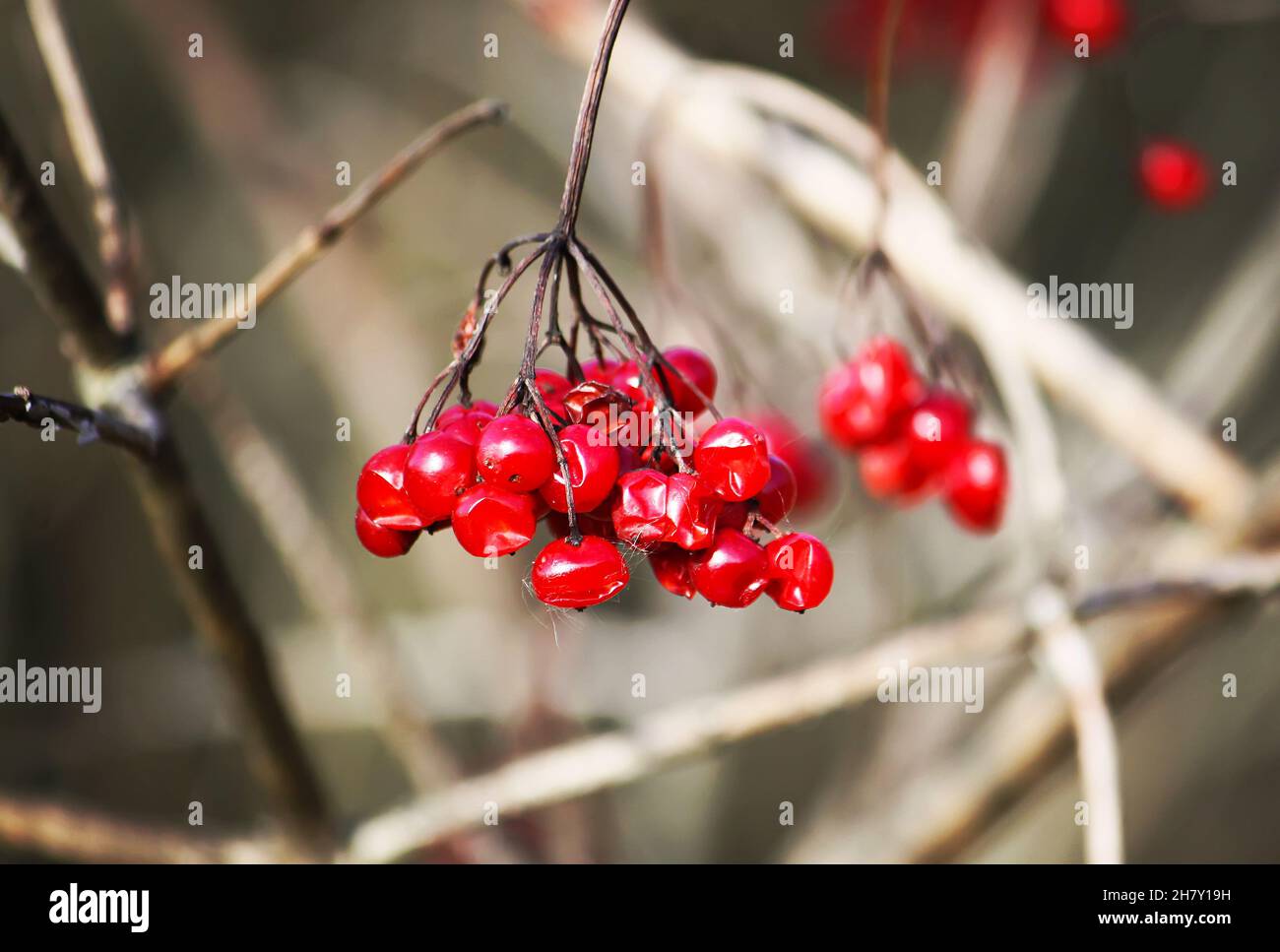 Viburnum albero con bacche rosse mature sui rami Foto Stock