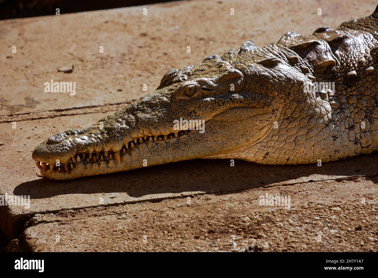 Un coccodrillo cubano che posa nel Sole Foto Stock