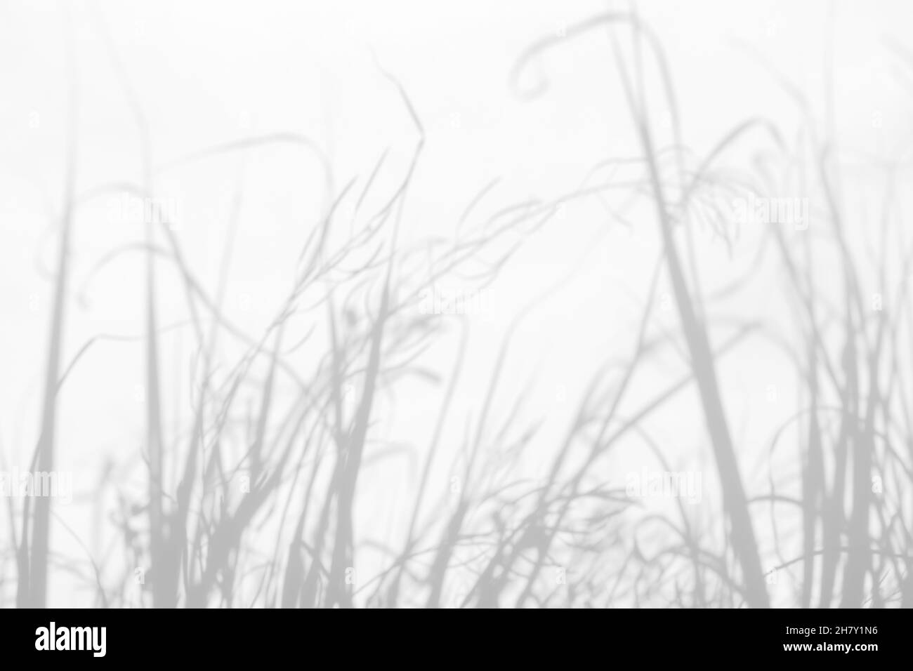 Effetti di sovrapposizione delle ombre per il branding. Mockup. Scene di illuminazione naturale. Grigio chiaro ombra erba su una parete bianca. Banner con spazio di copia Foto Stock
