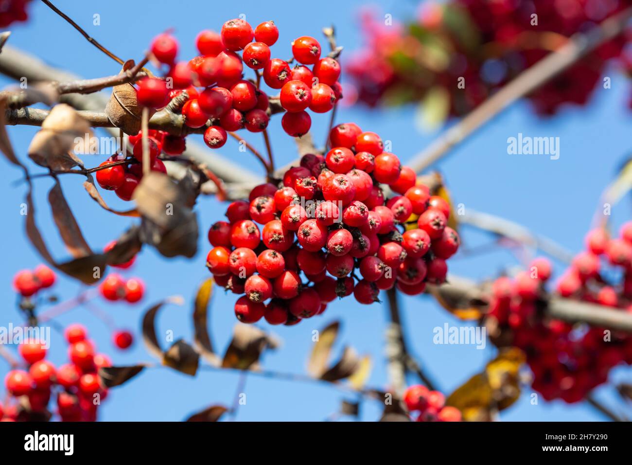 Bacche di rowan rosso brillante su un ramo contro un cielo blu Foto Stock