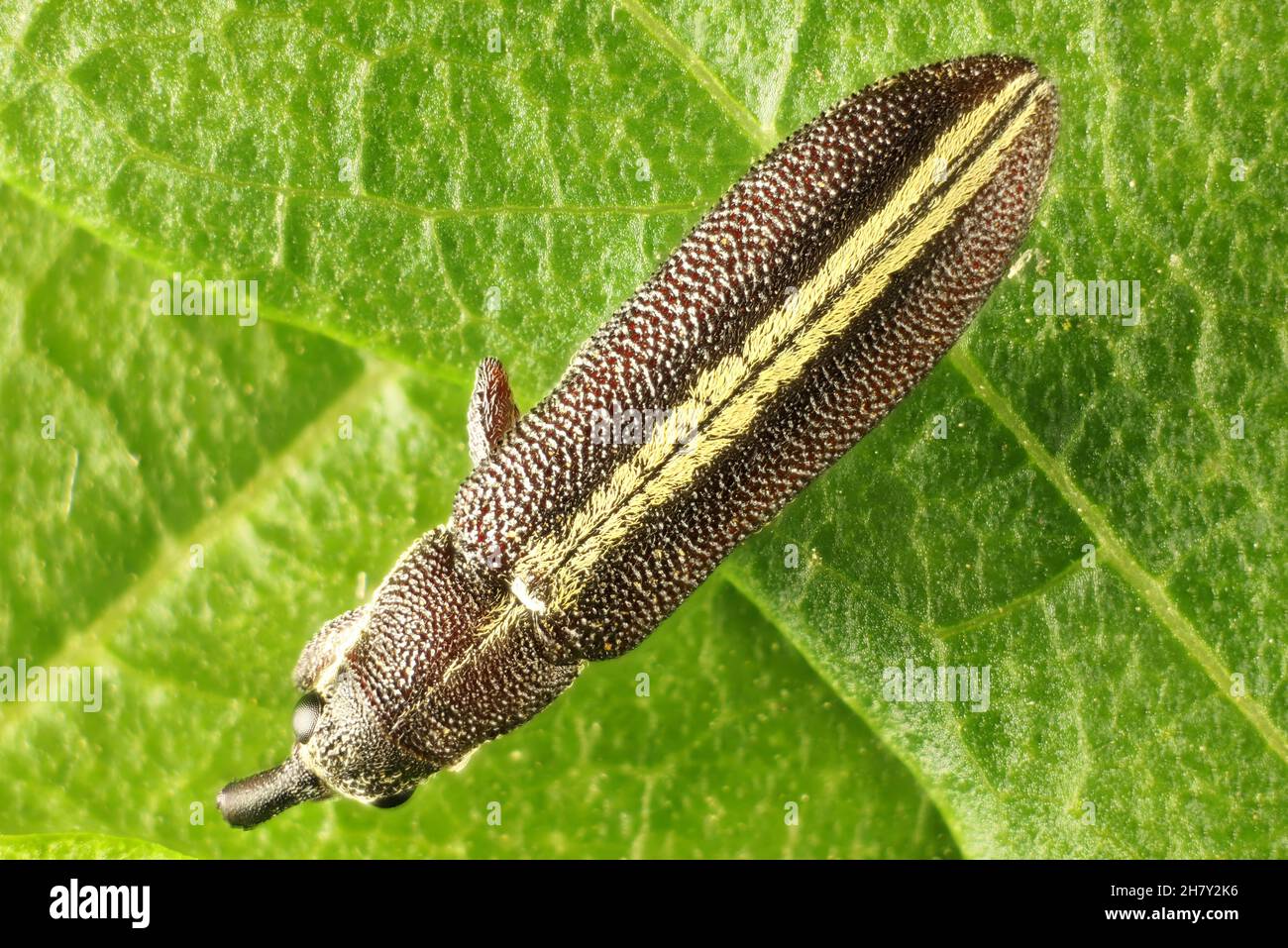 Super macro vista dorsale di una Weevil (Rhinotia) un membro di muso e Bark Beetles (superfamiglia Curculionoidea) Foto Stock
