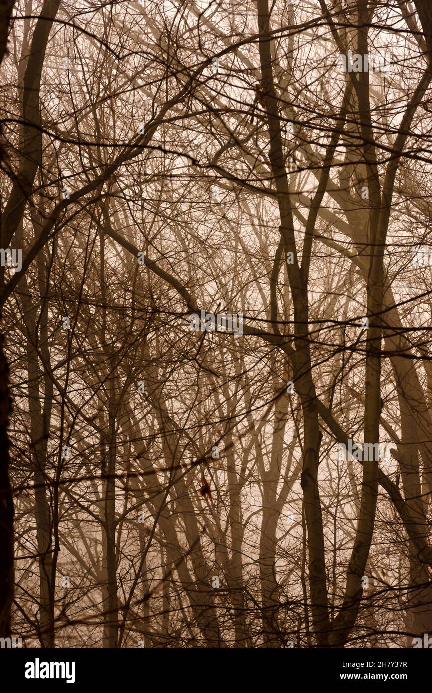 Foresta oscura, misteriosa e nebbia a fine autunno. Foresta fantasy. Foto Stock