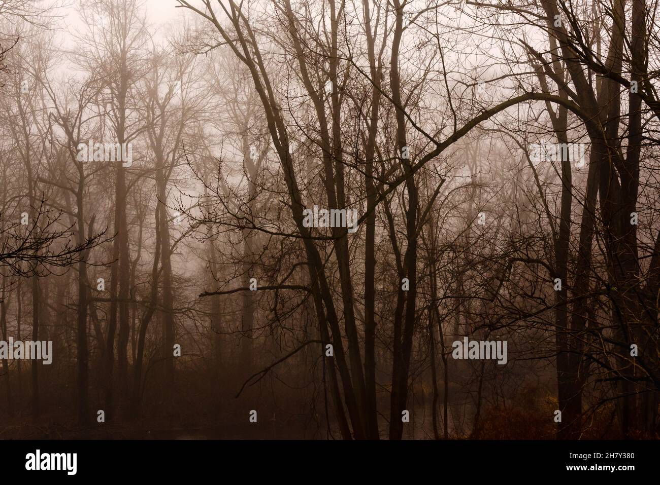 Foresta oscura, misteriosa e nebbia a fine autunno. Foresta fantasy. Foto Stock