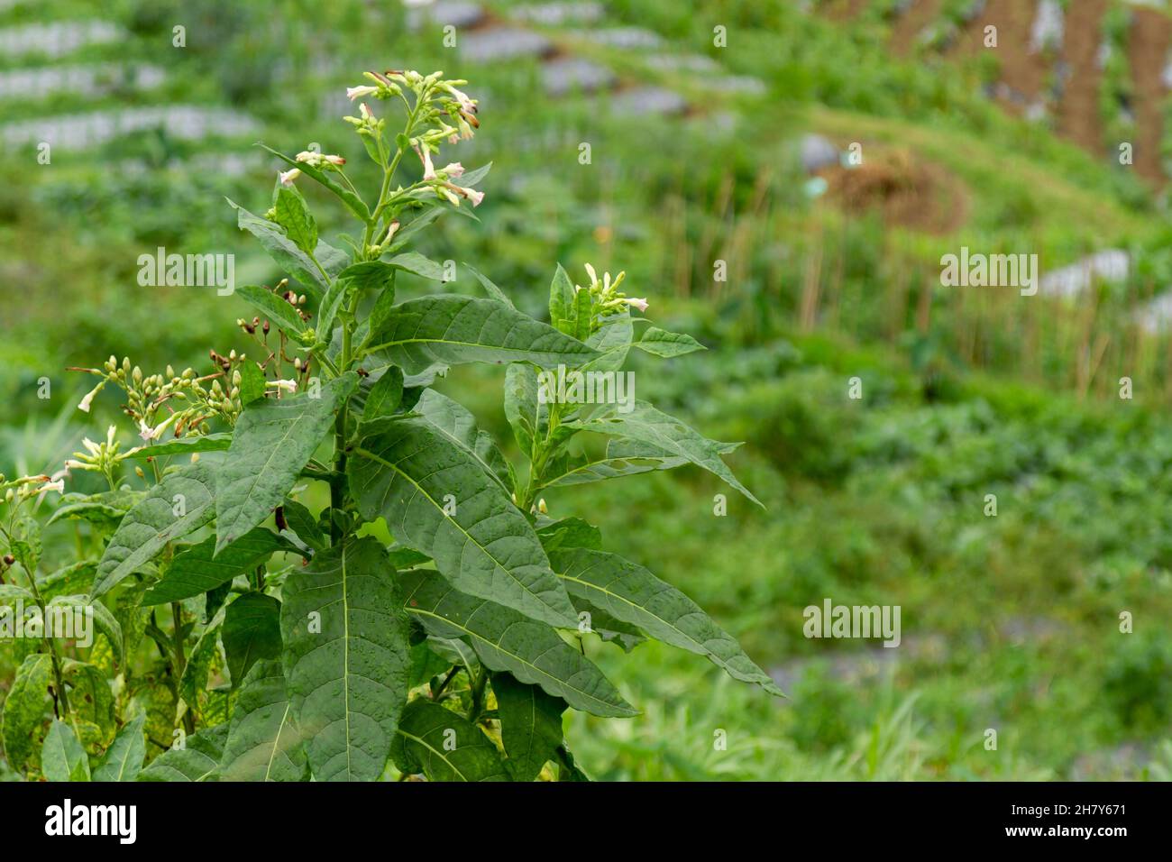 Il fiore della pianta del tabacco è in fiore, le foglie sono utilizzate per le sigarette Foto Stock