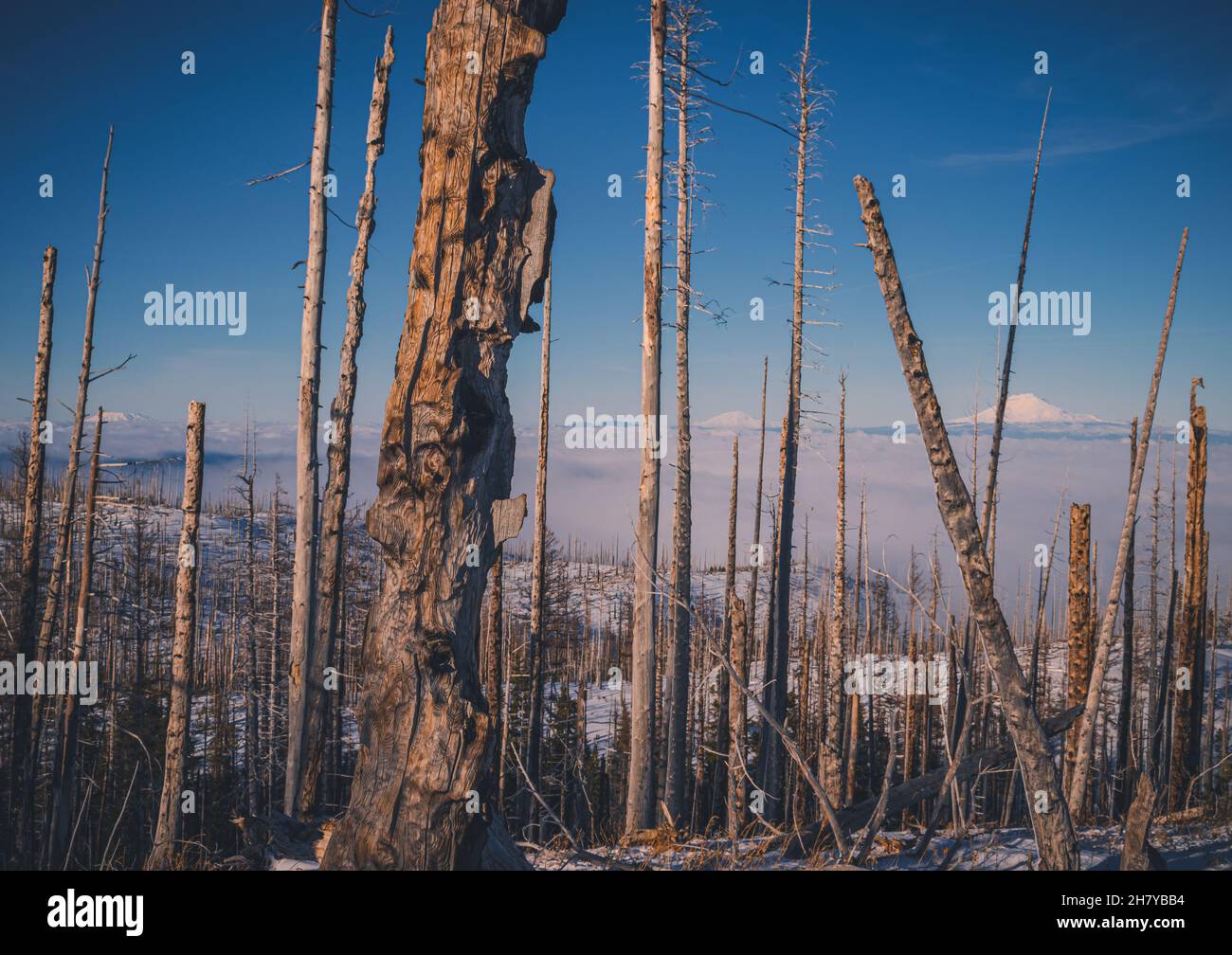 Vista delle cime nuvolose di montagna su uno sfondo di alba rosa, in primo piano un albero morto Foto Stock