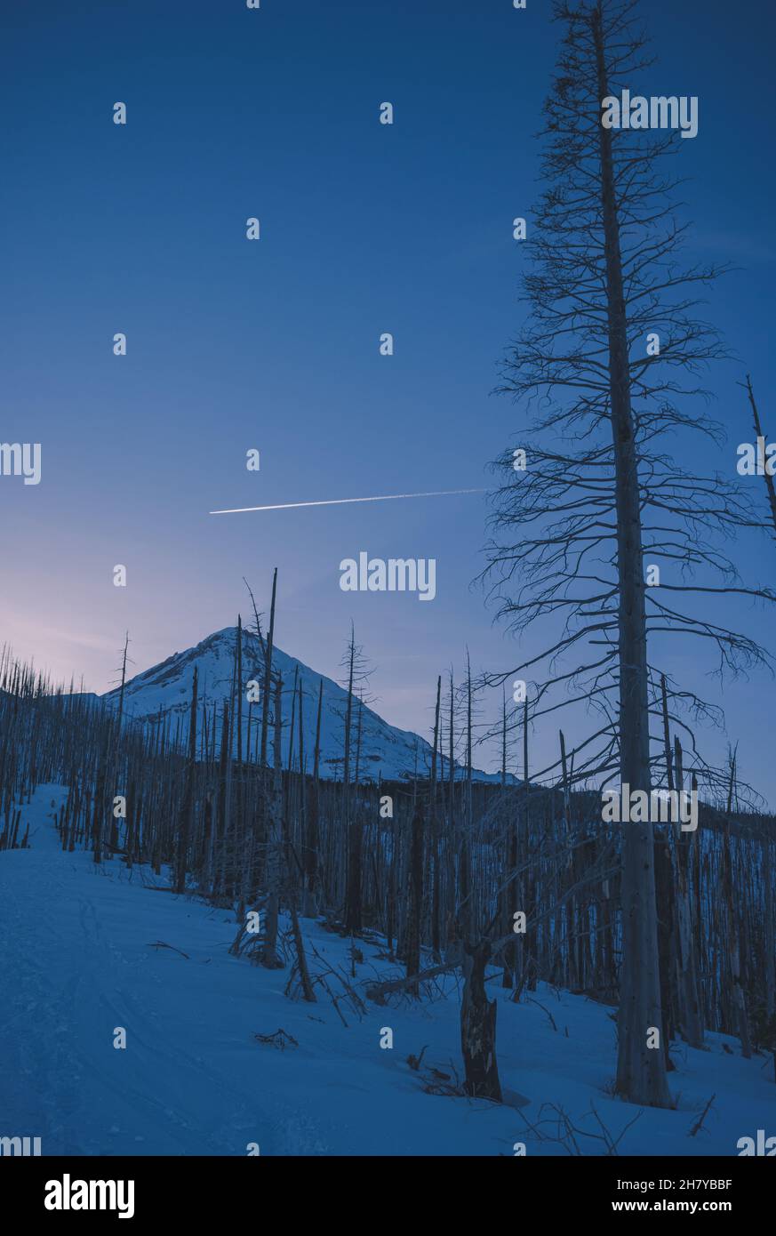 Vista di una cima di montagna nevosa e nuvolosa su uno sfondo di alba rosa, in primo piano una foresta morta Foto Stock