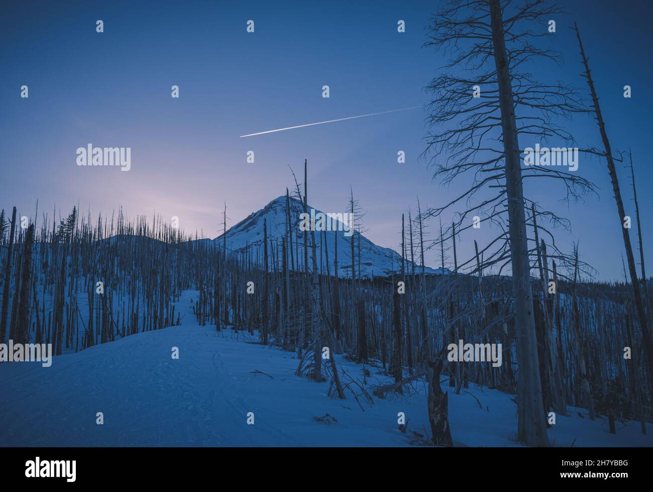 Vista di una cima di montagna nevosa e nuvolosa su uno sfondo di alba rosa, in primo piano una foresta morta Foto Stock