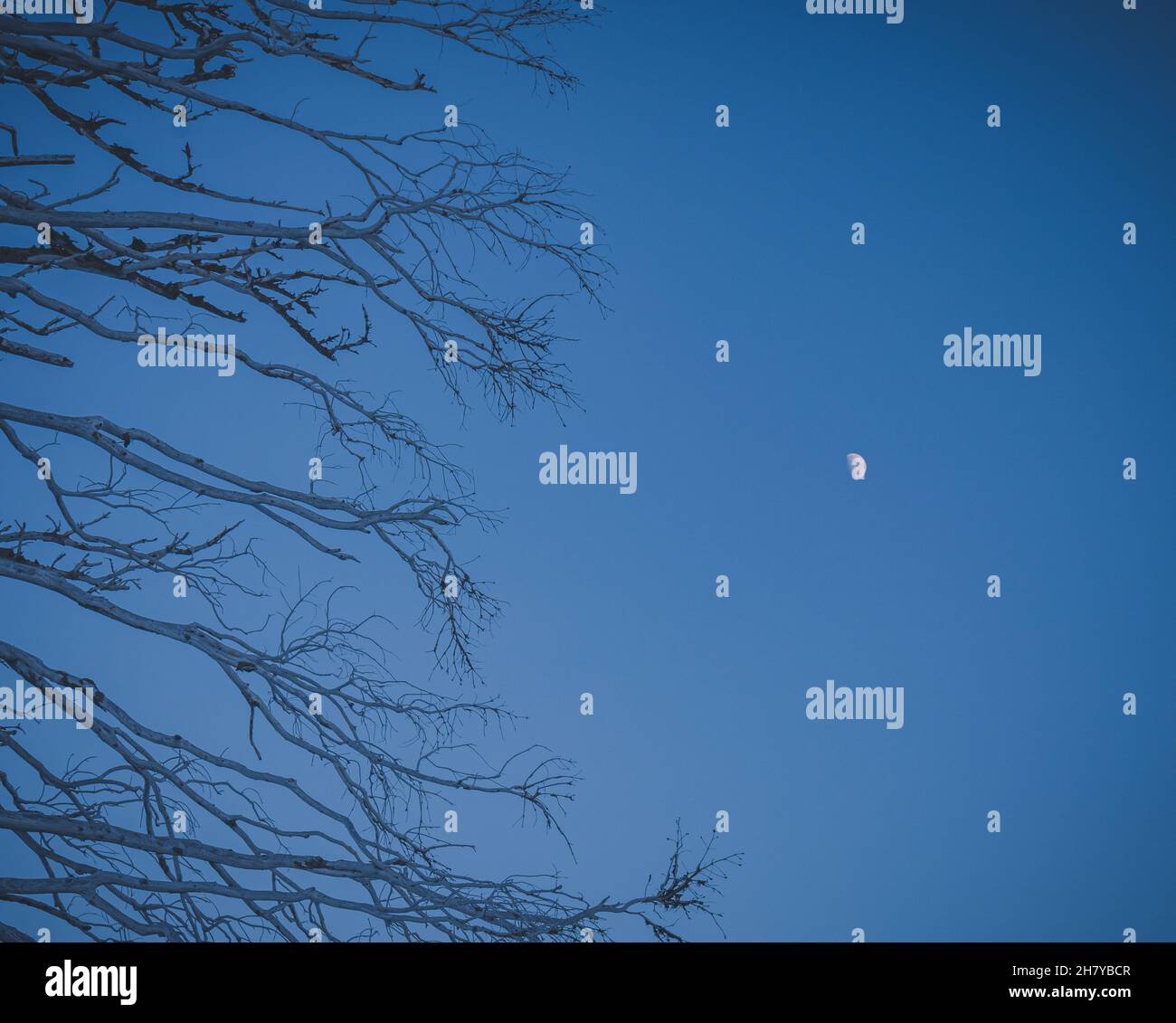Vista della luna nel cielo, in primo piano un ramo di una foresta morta Foto Stock
