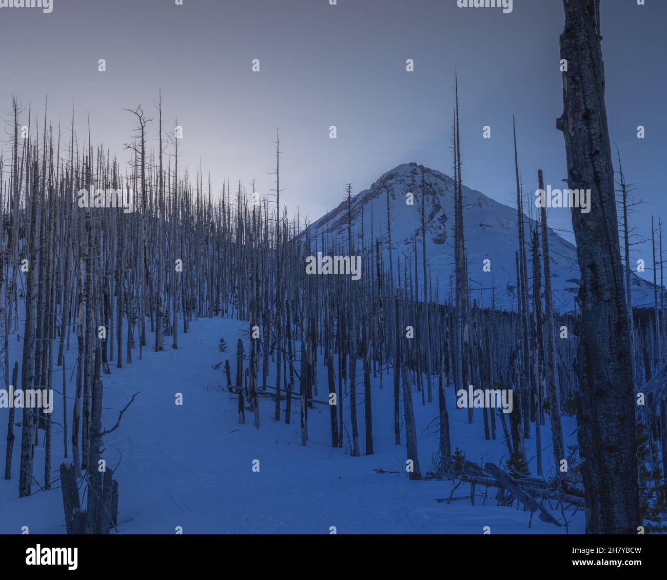 Vista di una cima di montagna nevosa e nuvolosa su uno sfondo di alba rosa, in primo piano una foresta morta Foto Stock