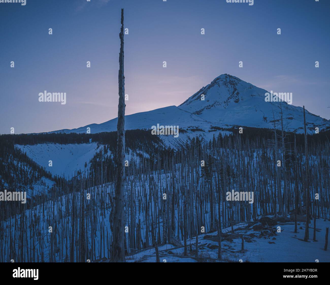 Vista di una cima di montagna nevosa e nuvolosa su uno sfondo di alba rosa, in primo piano una foresta morta Foto Stock