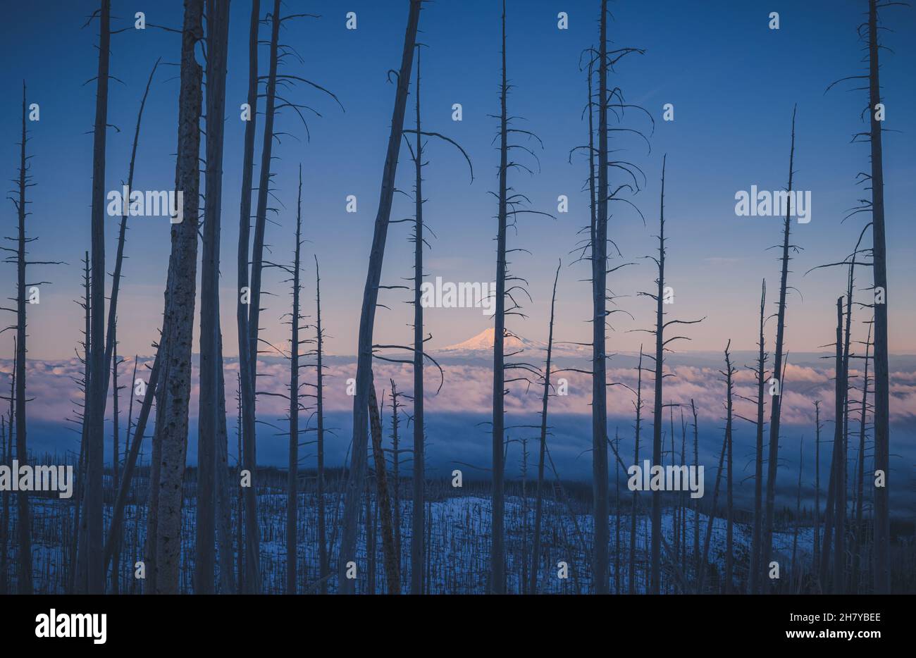 Vista di una cima di montagna nevosa e nuvolosa su uno sfondo di alba rosa, in primo piano una foresta morta Foto Stock
