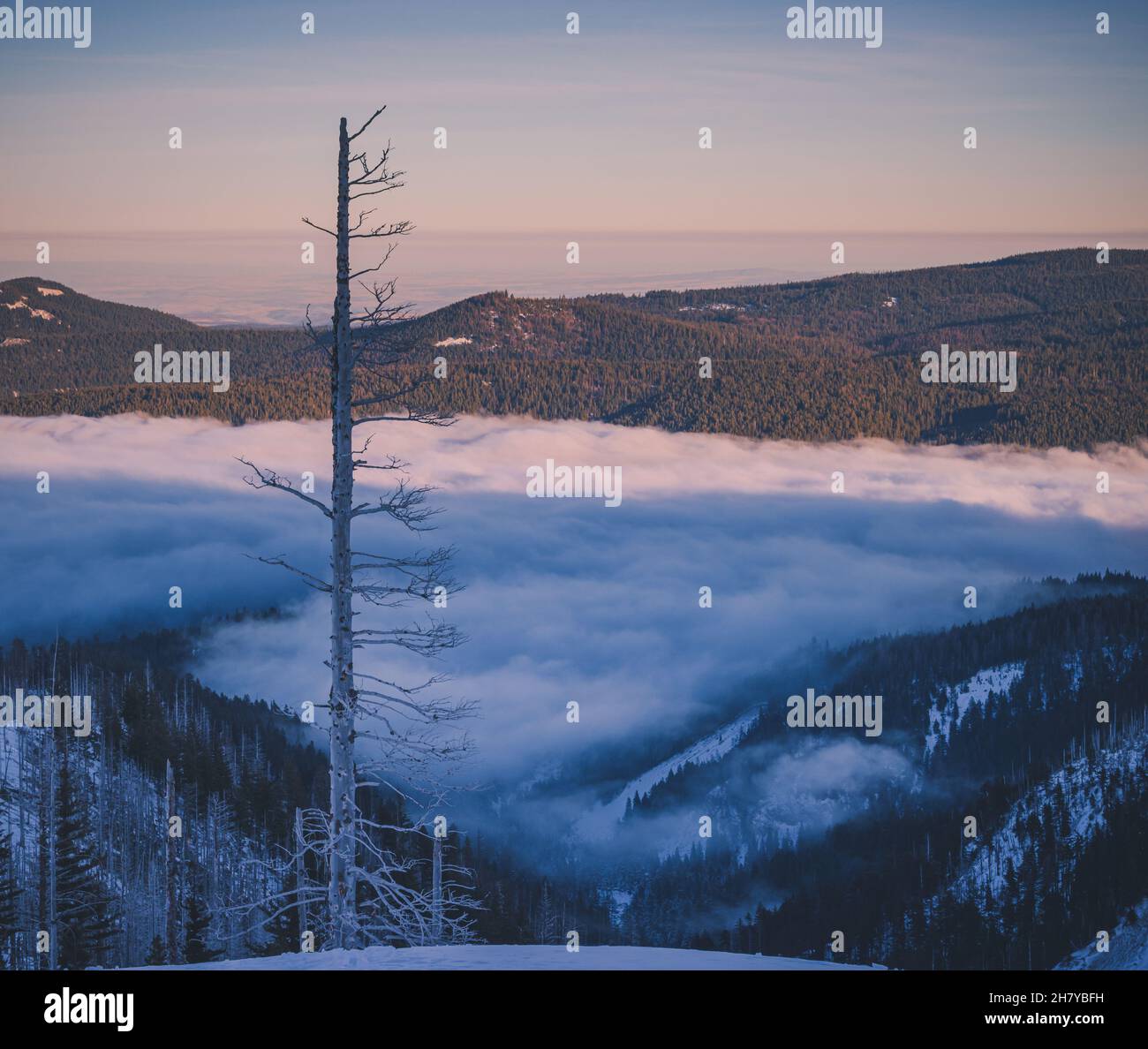 Vista delle colline che sono coperte di nuvole, le nuvole che si stabilirono tra le colline nella foresta nazionale del Monte Hood Foto Stock