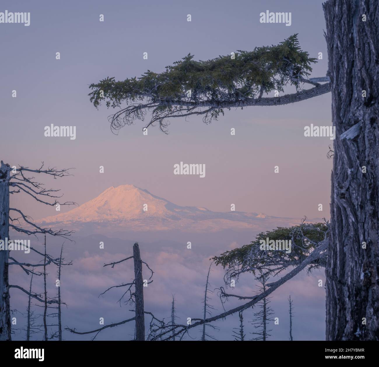 Vista di una cima di montagna nevosa e nuvolosa su uno sfondo di alba rosa, in primo piano una foresta morta Foto Stock