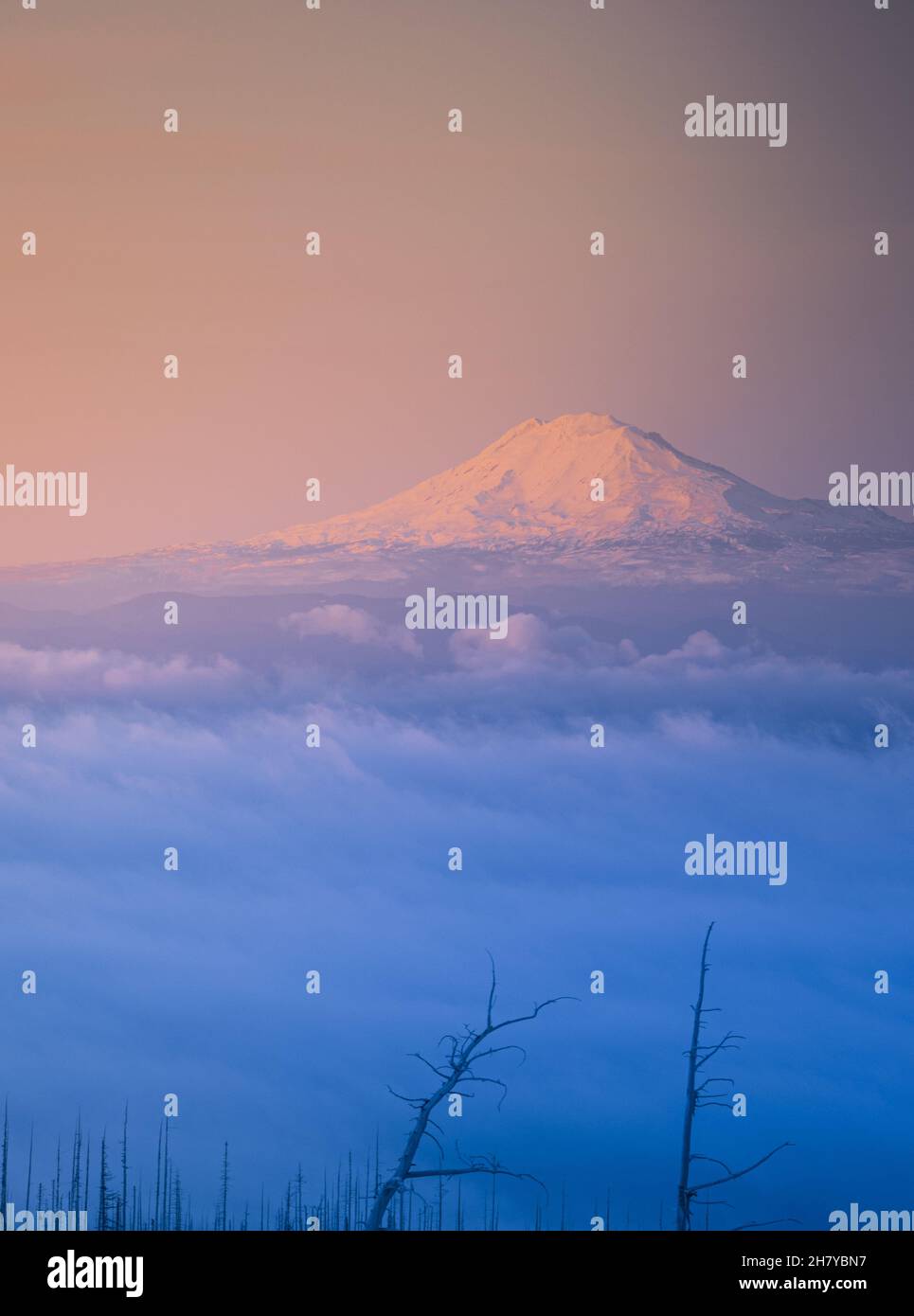Vista di una cima di montagna nevosa e nuvolosa su uno sfondo di alba rosa, in primo piano una foresta morta Foto Stock