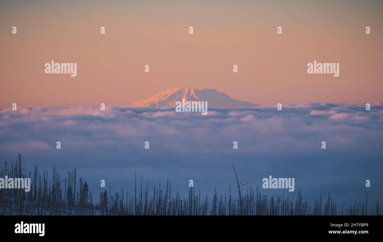 Vista di una cima di montagna nevosa e nuvolosa su uno sfondo di alba rosa, in primo piano una foresta morta Foto Stock