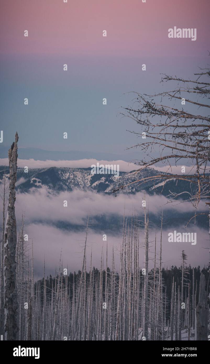 Vista di una cima di montagna nevosa e nuvolosa su uno sfondo di alba rosa, in primo piano una foresta morta Foto Stock