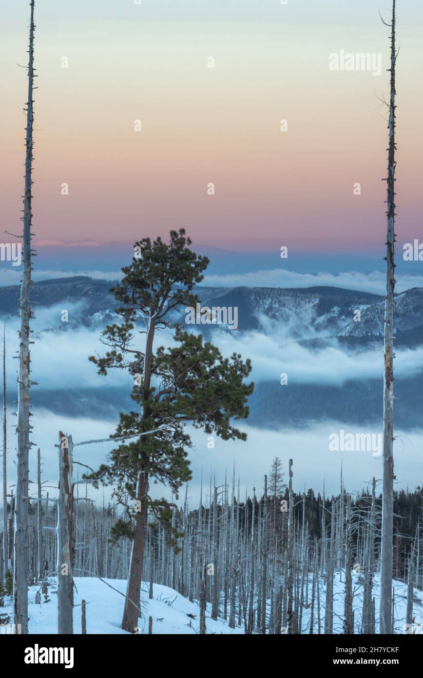 Vista delle colline che sono coperte di nuvole, le nuvole che si stabilirono tra le colline nella foresta nazionale del Monte Hood Foto Stock