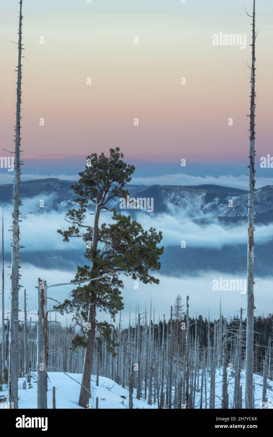 Vista delle colline che sono coperte di nuvole, le nuvole che si stabilirono tra le colline nella foresta nazionale del Monte Hood Foto Stock