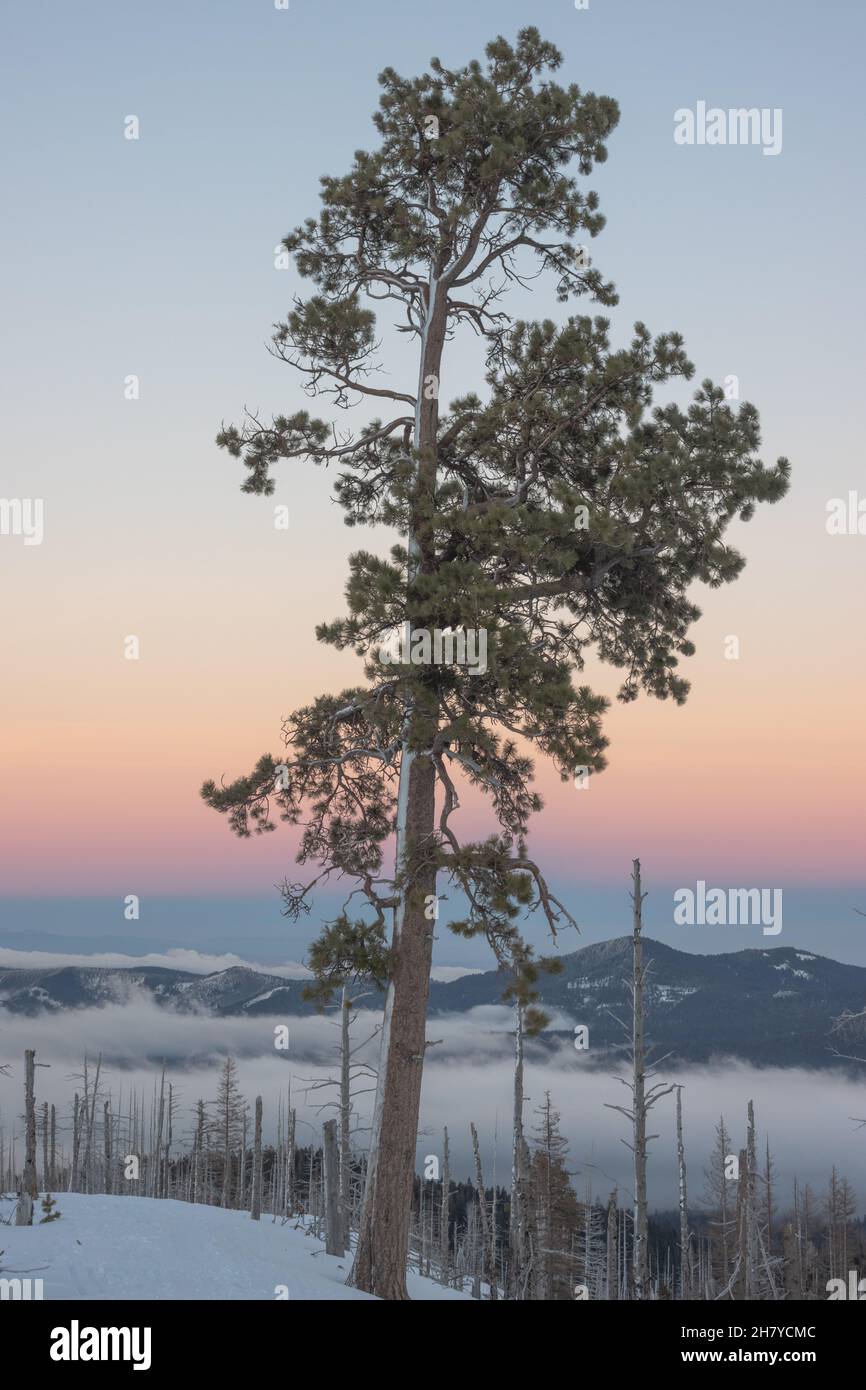 Vista delle colline che sono coperte di nuvole, le nuvole che si stabilirono tra le colline nella foresta nazionale del Monte Hood Foto Stock