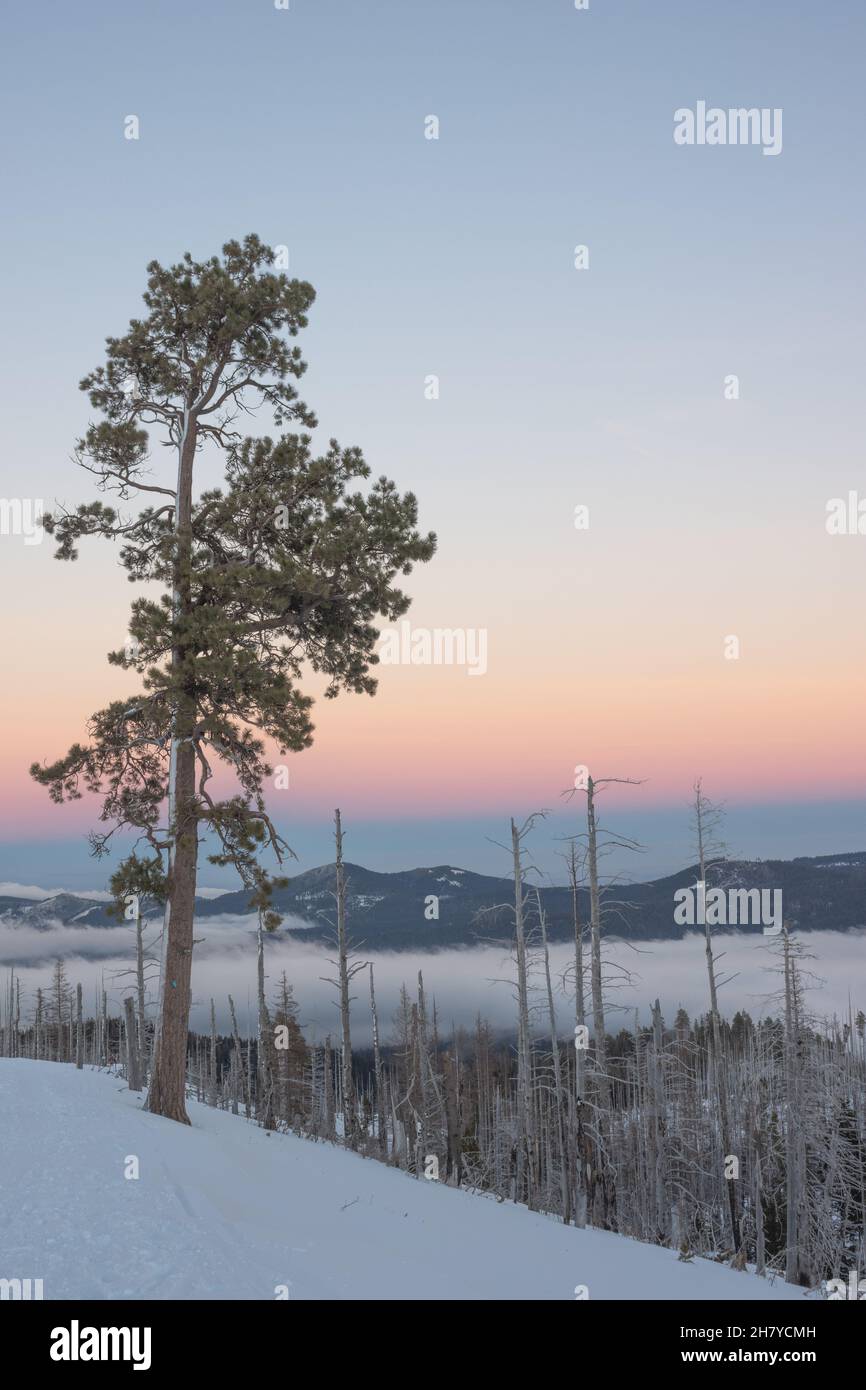 Vista delle colline che sono coperte di nuvole, le nuvole che si stabilirono tra le colline nella foresta nazionale del Monte Hood Foto Stock