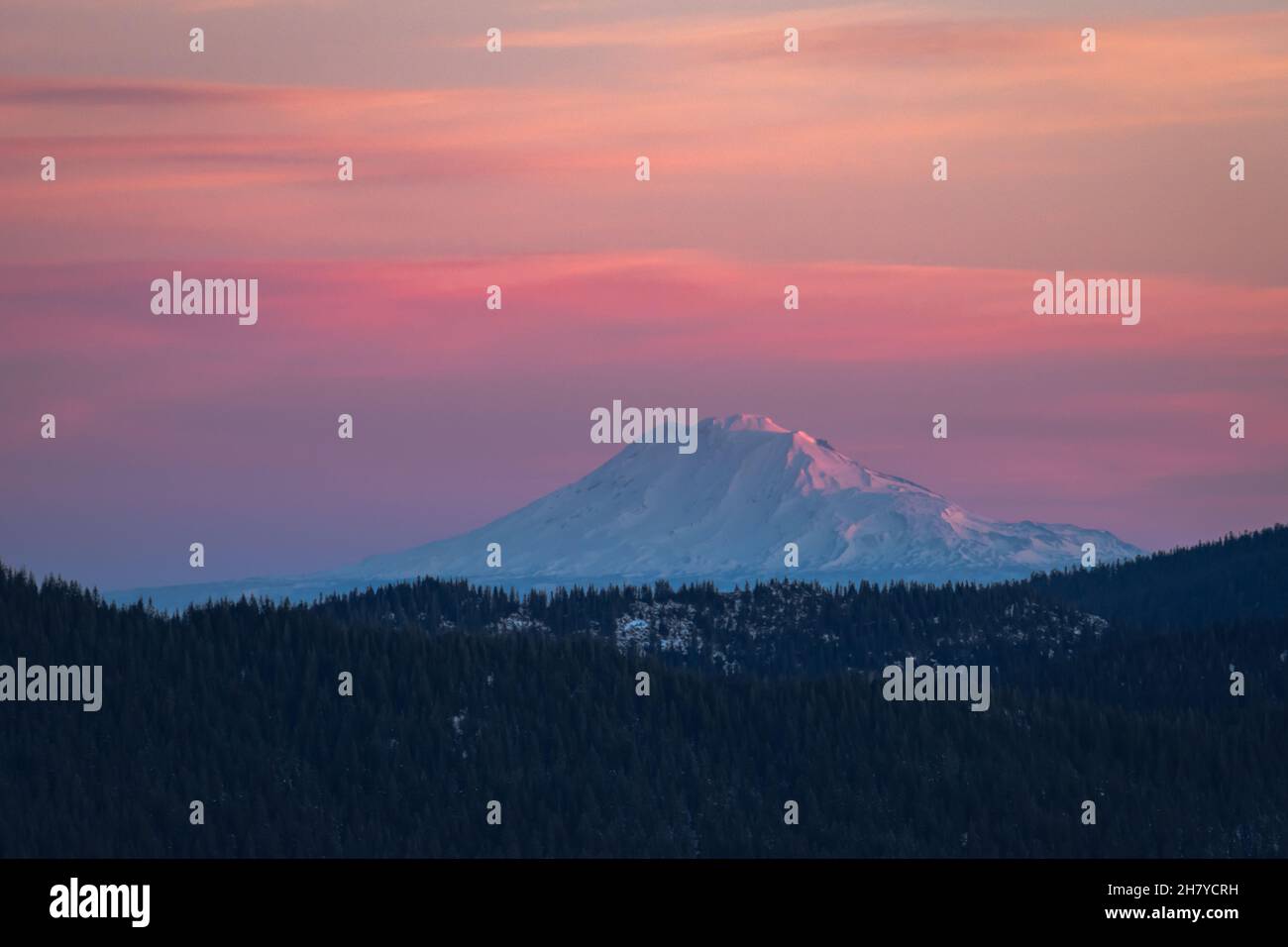 Vista della cima di montagna innevata su uno sfondo di rosa alba, in primo piano una pineta, Mt.Hood National Forest, OR, Stati Uniti Foto Stock