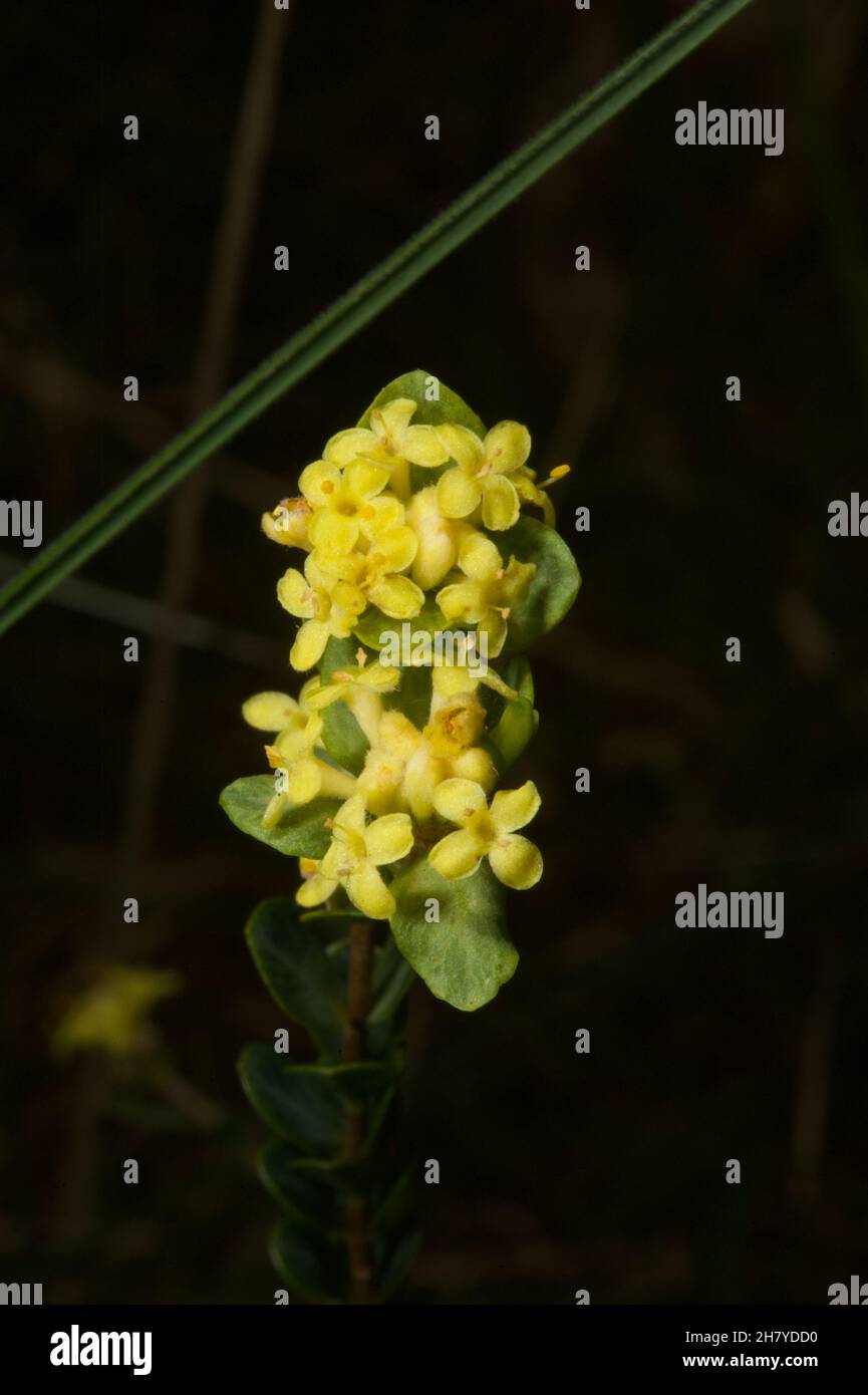 La maggior parte dei fiori di riso sono bianchi - e corti. Questa è l'unica  varietà gialla - appropriatamente chiamata fiore giallo del riso (Pimelea  Flava). È anche più alto Foto stock -